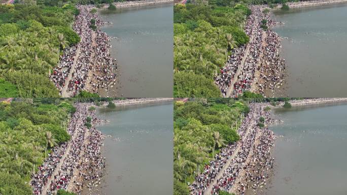 深圳湾公园观鸟人群深圳湾候鸟