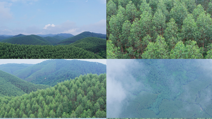 桉树林速生桉绿色雨林森林山林植物林地航拍