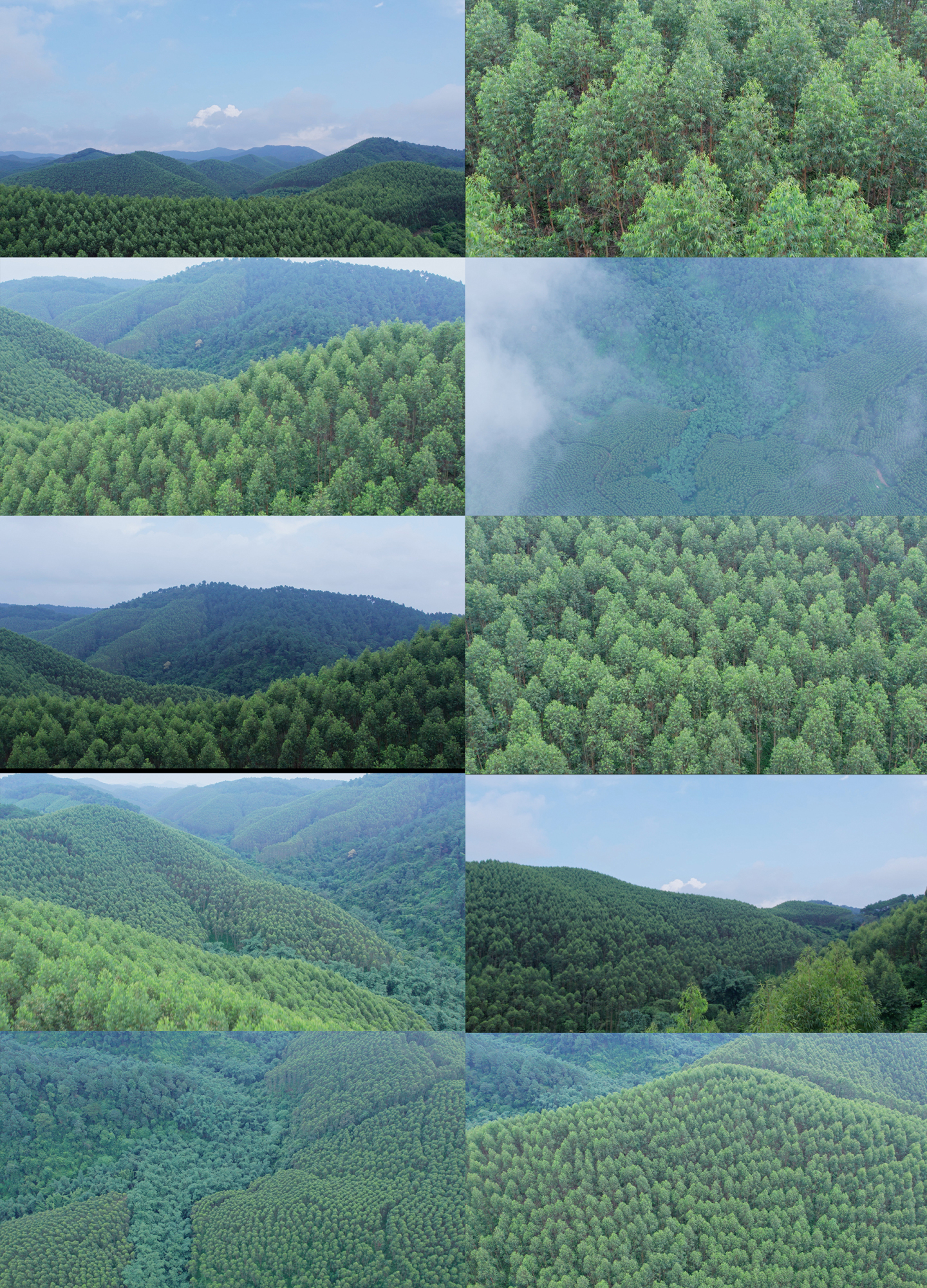 桉树林速生桉绿色雨林森林山林植物林地航拍