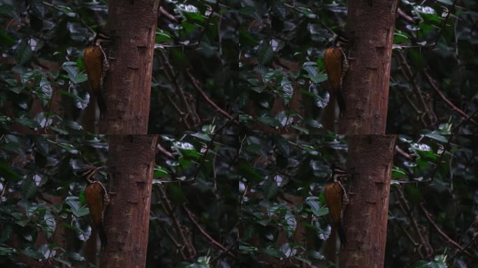 当这只鸟忙着觅食时，相机将镜头拉远。泰国，爪哇普通背火恐龙雌性