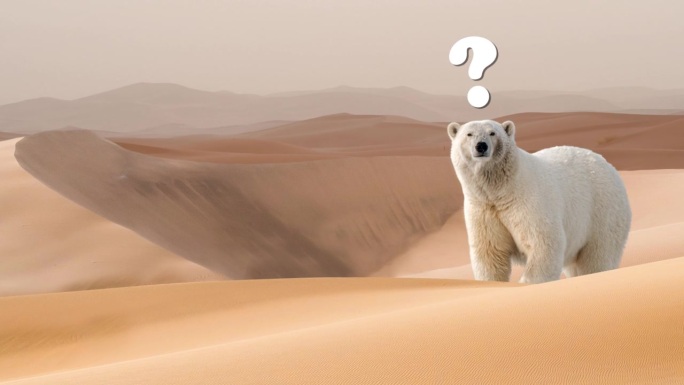 动画运动视差照片，孤独的白北极熊困惑在中间的沙丘沙漠