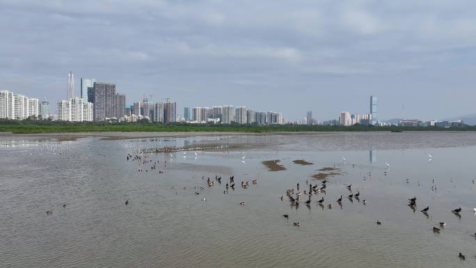 深圳湾红树林候鸟群