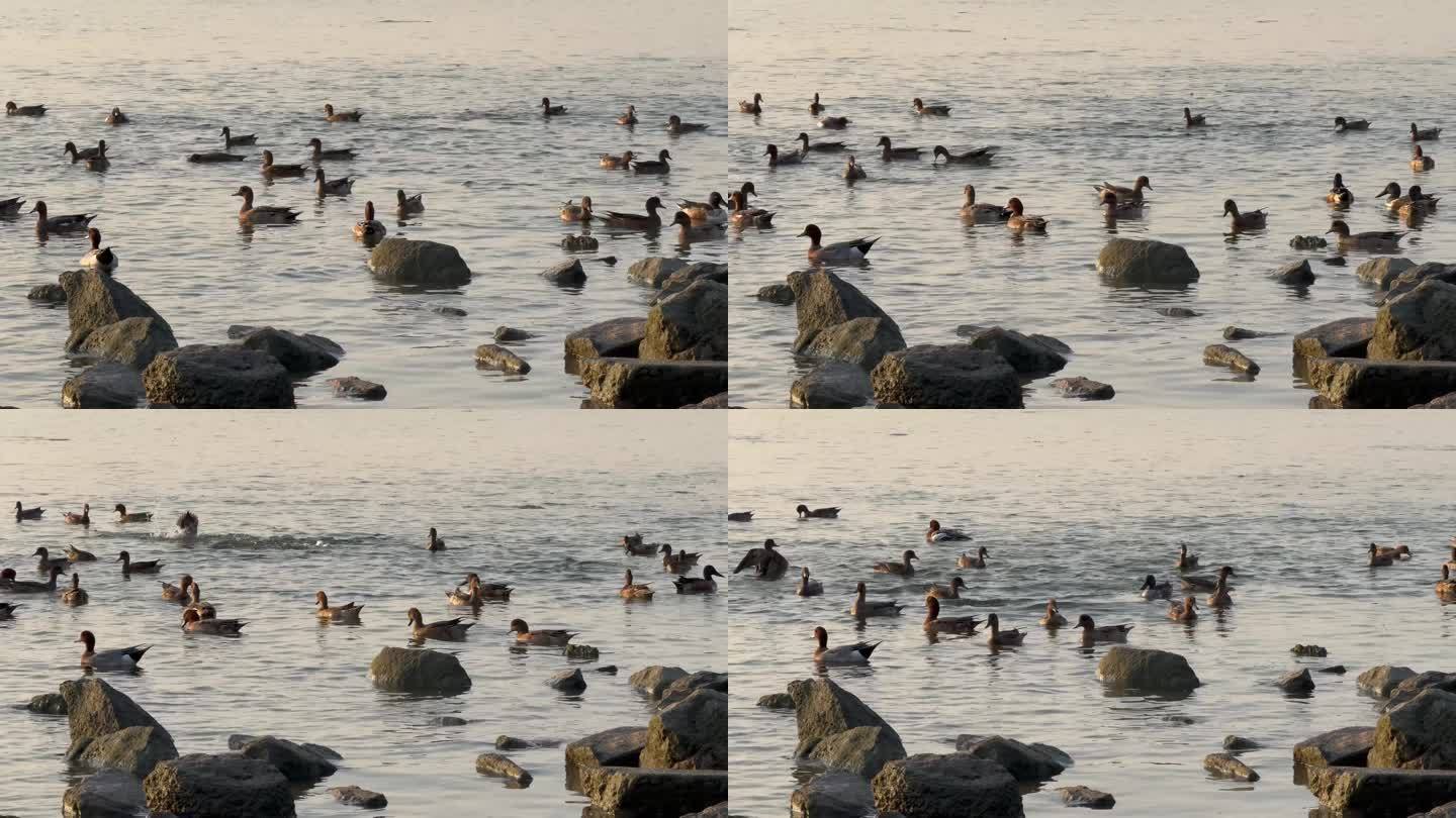 清晨一群鸭子在水面戏水觅食