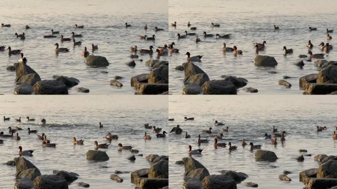 清晨一群鸭子在水面戏水觅食