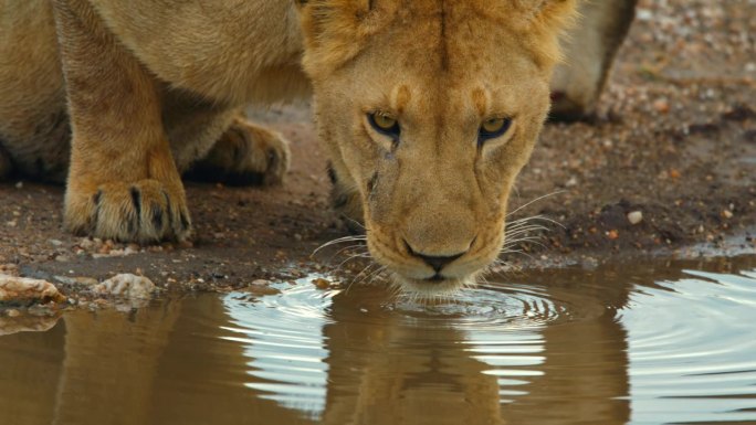 在坦桑尼亚的池塘里，狮子在喝水