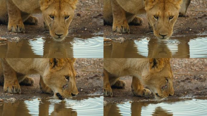 在坦桑尼亚的池塘里，狮子在喝水