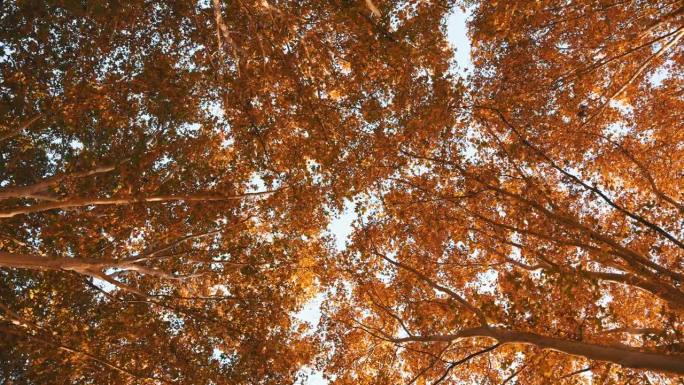 梧桐树在秋天落叶秋天梧桐树梧桐树风景唯美