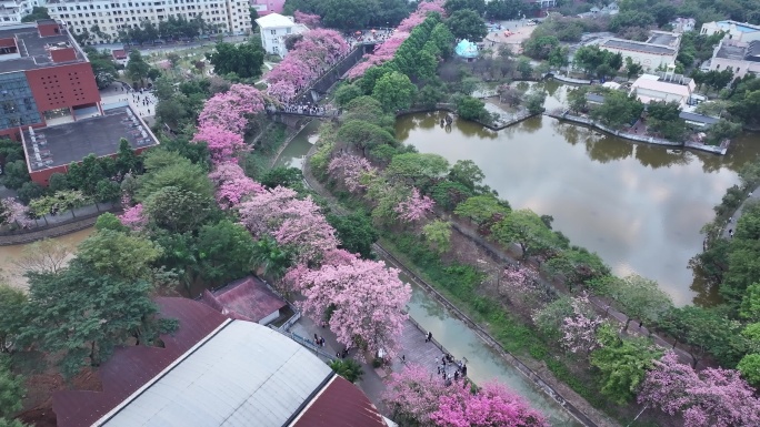 中国广东省广州市从化区华软异木棉