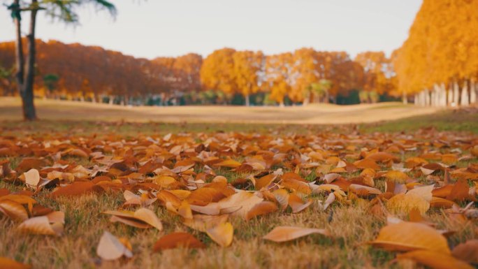 秋天落叶覆盖的地面