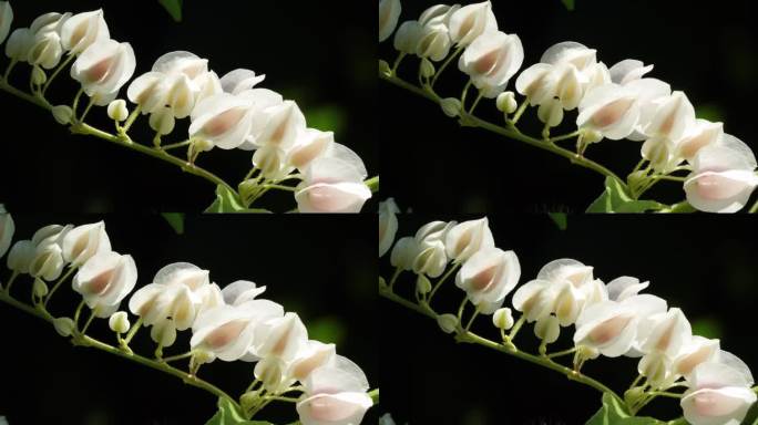 盛开的白色墨西哥爬行植物花与模糊的黑暗背景。凤头藤、白桦、蓼科或珊瑚藤花在花园里盛开，蜜蜂飞舞。