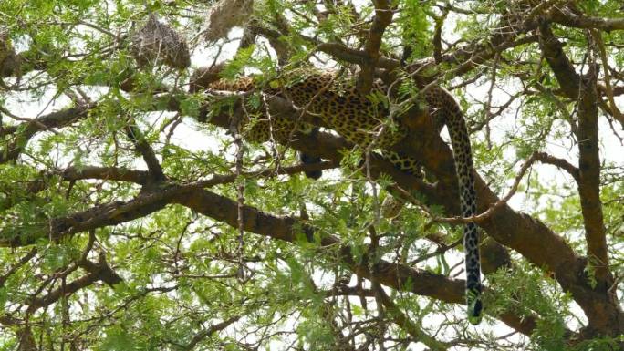 在塞伦盖蒂国家公园的森林里，一只豹在树上睡觉的低角度手持照片