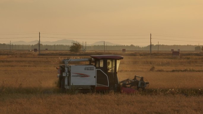 收割麦子 丰收 金黄麦田 机械化收割小麦