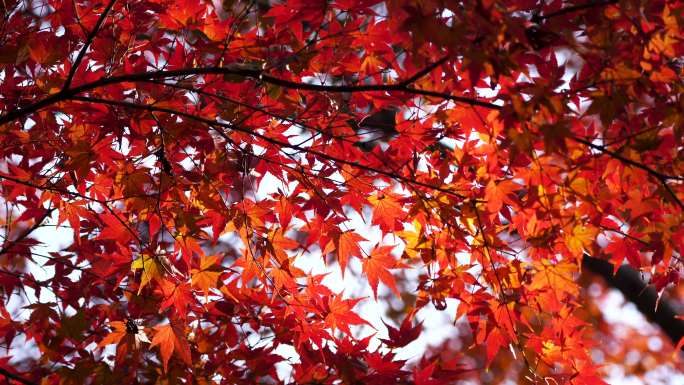 秋天阳光下唯美的红枫