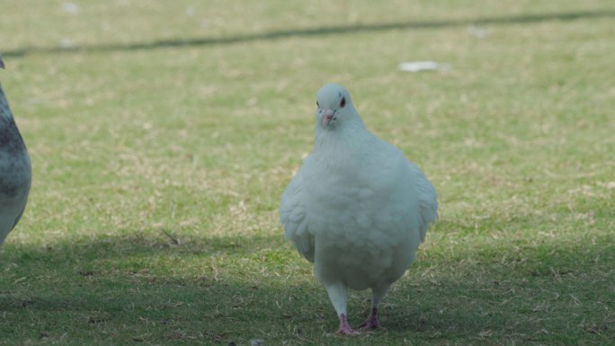 草坪上的白色鸽子