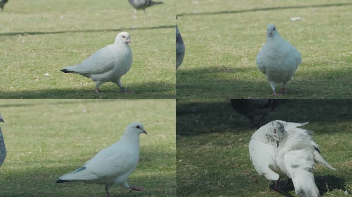 草坪上的白色鸽子