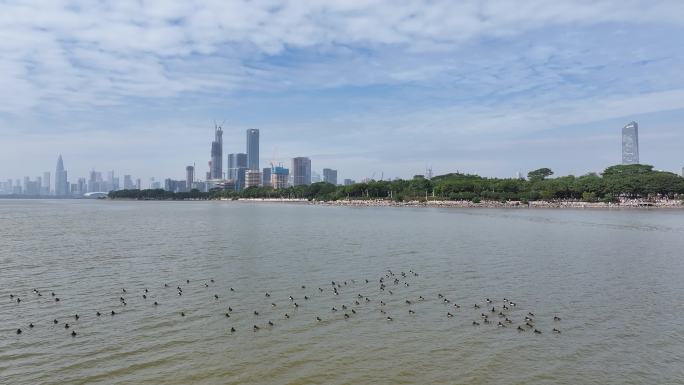 深圳湾公园野鸭航拍