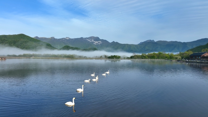 神农架生态湿地湖面天鹅唯美视频