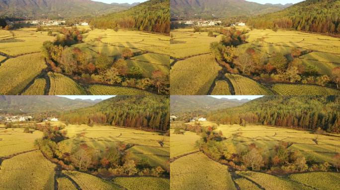 4K 黄山黟县塔川 徽州古建筑 村镇云雾