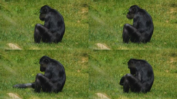 倭黑猩猩吃东西的特写