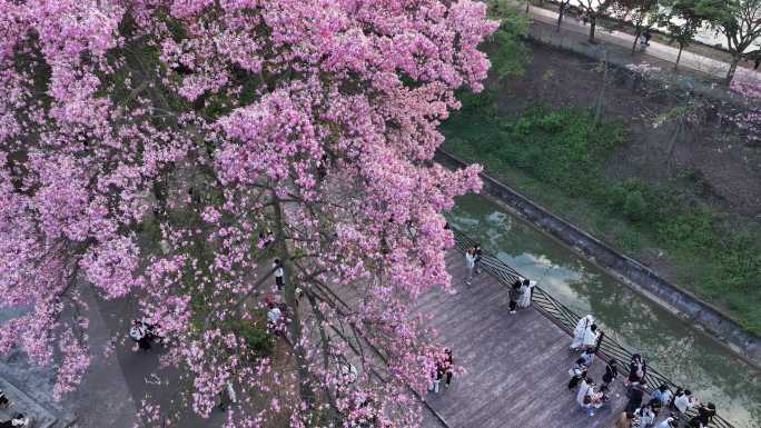 中国广东省广州市从化区华软异木棉