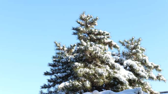 雪后青松