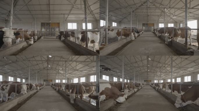 内蒙特色畜牧养殖 养牛场
