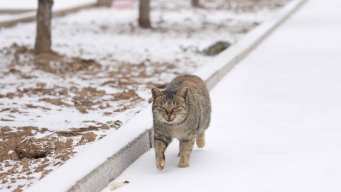 冬天的猫猫