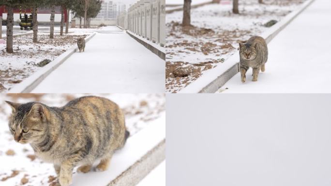 冬天的猫猫
