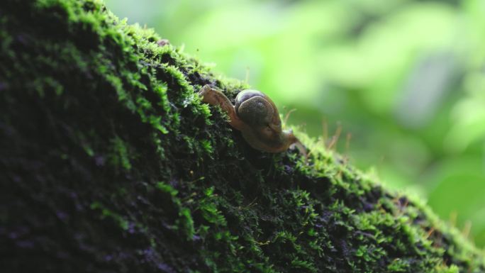 一只小蜗牛在青苔上爬行
