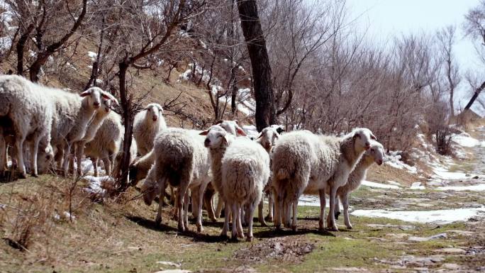 羊群 绵羊