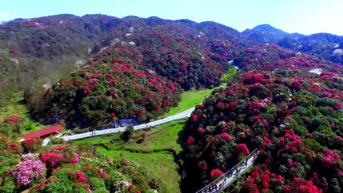 毕节百里杜鹃风景区杜鹃花盛花期无人机航拍