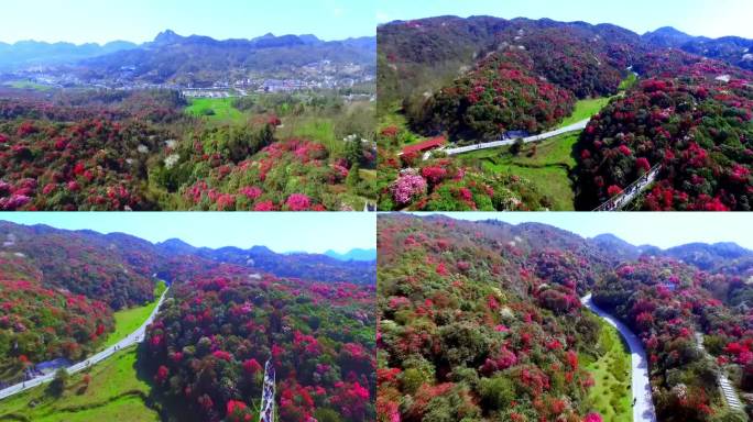 毕节百里杜鹃风景区杜鹃花盛花期无人机航拍