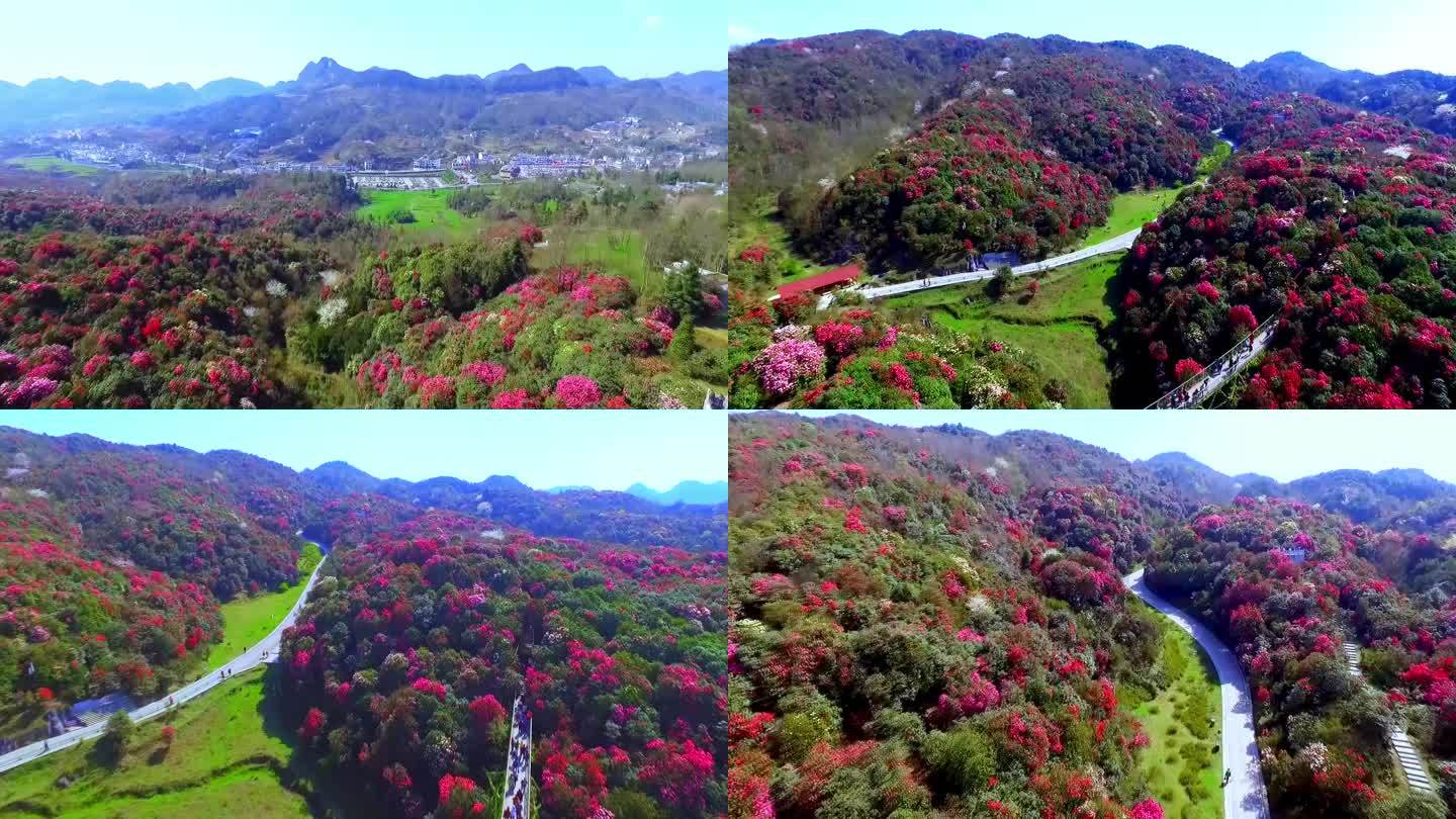 毕节百里杜鹃风景区杜鹃花盛花期无人机航拍