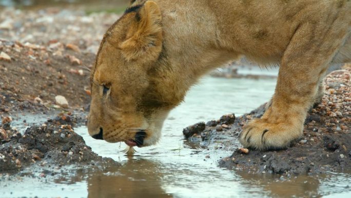 SLO MO狮子幼崽在坦桑尼亚池塘喝水