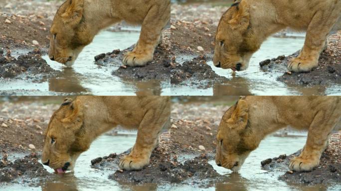 SLO MO狮子幼崽在坦桑尼亚池塘喝水