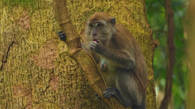 北苏门答腊荒野中的长尾猕猴