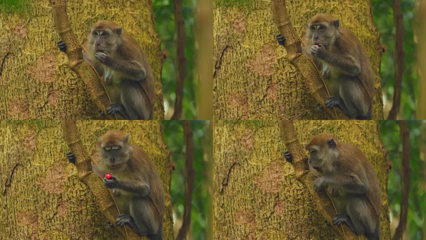 北苏门答腊荒野中的长尾猕猴