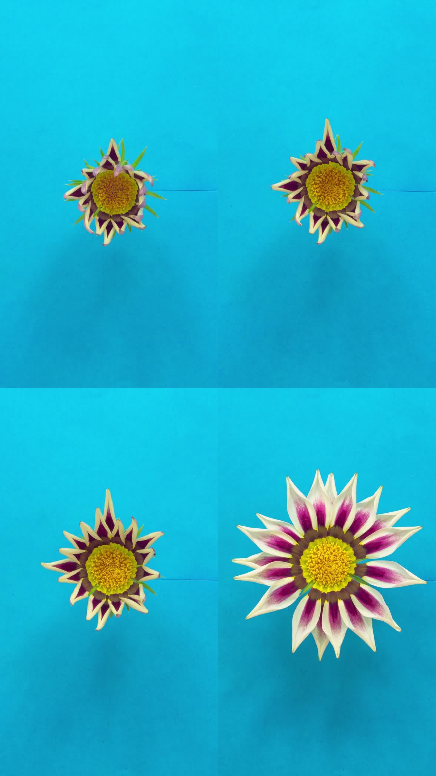 向日葵-向日葵-盛开的Gazania在一个时间推移4K视频在蓝色的背景。垂直延时9:16比例手机和社