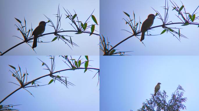竹枝上的小鸟