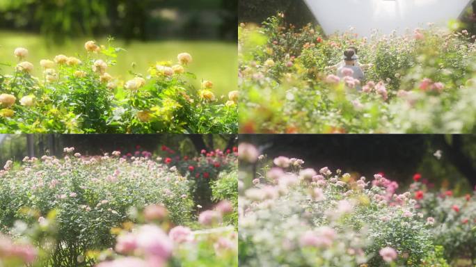 原创实拍唯美浪漫的玫瑰花园