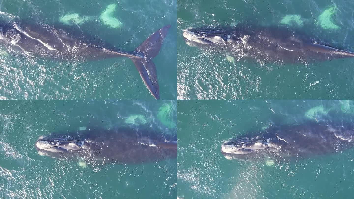 垂直向下看在大西洋游泳的南露脊鲸母亲和幼鲸特写