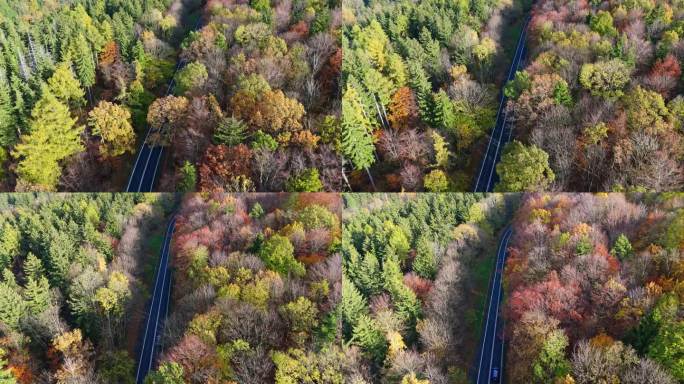 无人机拍摄的森林道路，沐浴在秋天的色调中，晨光投下长长的阴影。