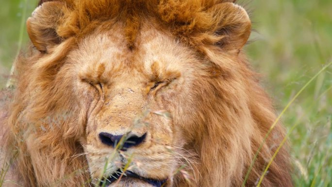 狮子在荒野地区四处张望。自然保护区的食肉动物。他现在在塞伦盖蒂国家公园。