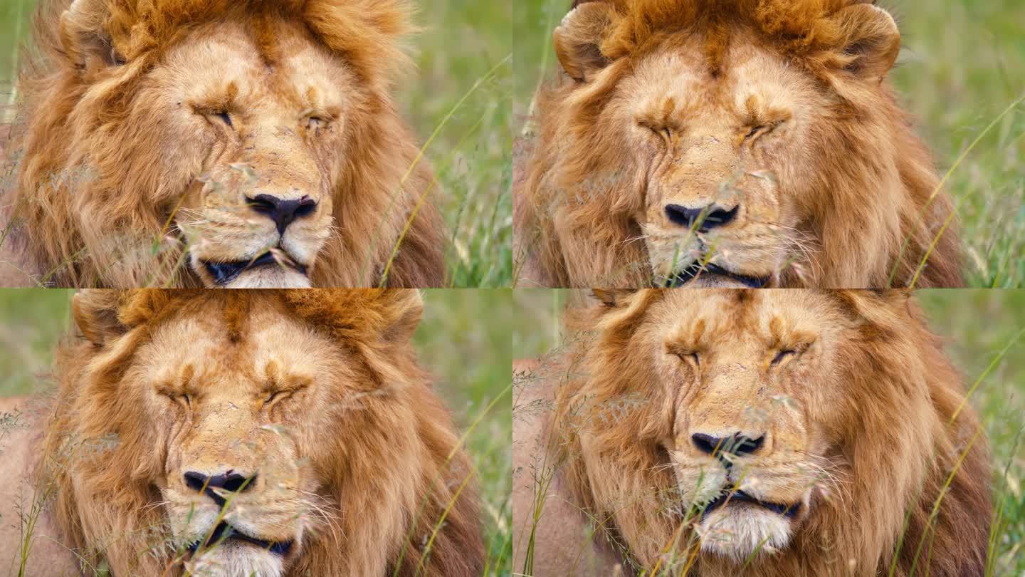 狮子在荒野地区四处张望。自然保护区的食肉动物。他现在在塞伦盖蒂国家公园。