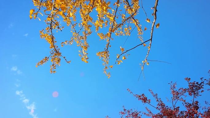 蓝天背景下秋天的黄叶