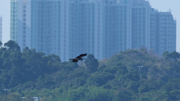 苍鹭空中飞行