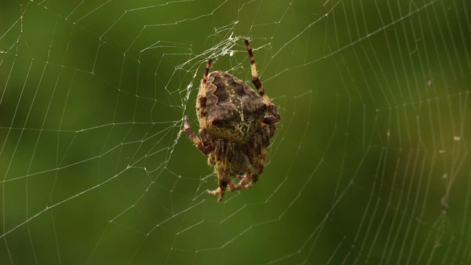 角织蛛(Araneus angulatus)坐在它的蜘蛛网中