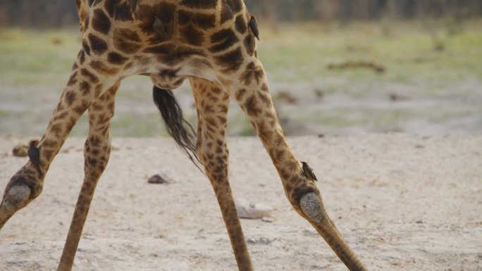 一只北方长颈鹿(Giraffa Giraffa)从泥里喝水