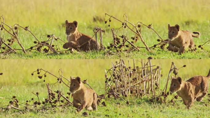 肯尼亚马赛马拉国家保护区的非洲野生动物，马赛马拉北部自然保护区的非洲野生动物，独自玩耍的小狮子的特写