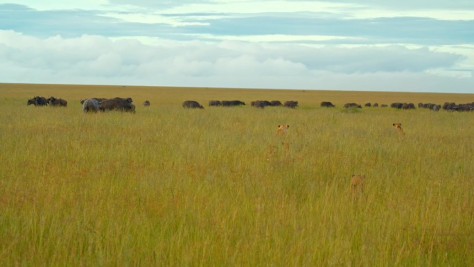 在塞伦盖蒂国家公园的草地上，雌狮偷偷地猎杀水牛